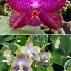 Phalaenopsis (Miro Supper Star 'MO198' x LD Sun Dragon 'MO98') x Mituo Reflex Dragon 'Blue -2'
