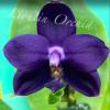 Phalaenopsis Lioulin Blue Eagle (clone)