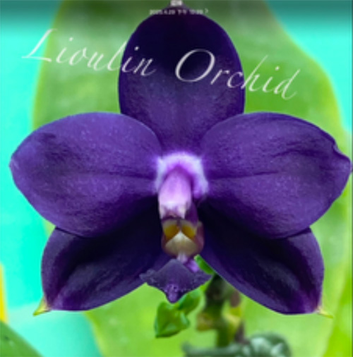 Phalaenopsis Lioulin Blue Eagle (clone)