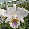 Cattleya Intertexta (Cattleya mossiae coerulea x Cattleya warnei coerulea)