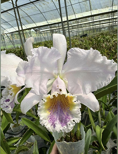 Cattleya Intertexta (Cattleya mossiae coerulea x Cattleya warnei coerulea)