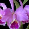 Cattleya mossiae tipo