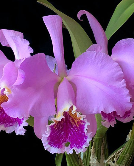 Cattleya mossiae tipo