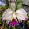 Cattleya mossiae semi-alba flamea x self