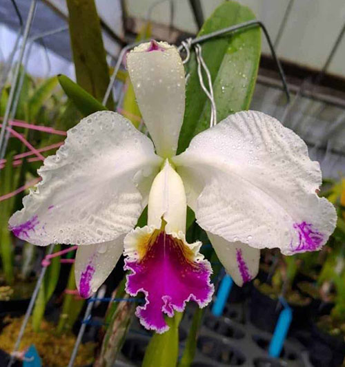 Cattleya mossiae semi-alba flamea x self