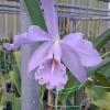 Cattleya maxima coerulea ('Royal Blue' x 'Blue King')