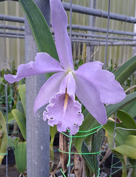 Cattleya maxima coerulea ('Royal Blue' x 'Blue King')