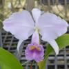 Cattleya trianae coerulea 'Blue Spring'
