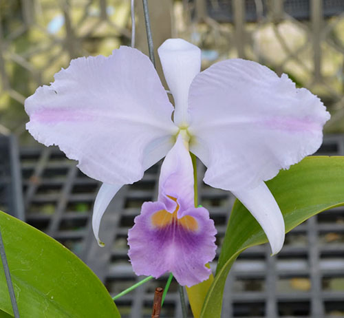 Cattleya trianae coerulea 'Blue Spring'