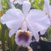 Cattleya percivaliana coerulea 'K.S.'