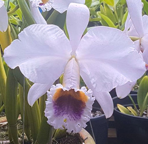 Cattleya percivaliana coerulea 'K.S.'