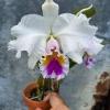 Cattleya trianae semi-alba 'Okada'