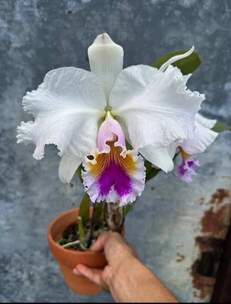 Cattleya trianae semi-alba 'Okada'