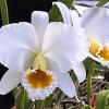 Cattleya percivaliana var alba 'Canaima's Malandro' x self