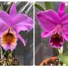 Cattleya percivaliana (suave x concolor) x percivaliana fma marmorada