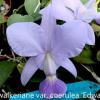 Cattleya walkeriana coerulea 'Edward' AM/JOS