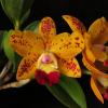 Rhyncholaeliocattleya Dendi's Gem 'Diamond Orchids' HCC/ AOS