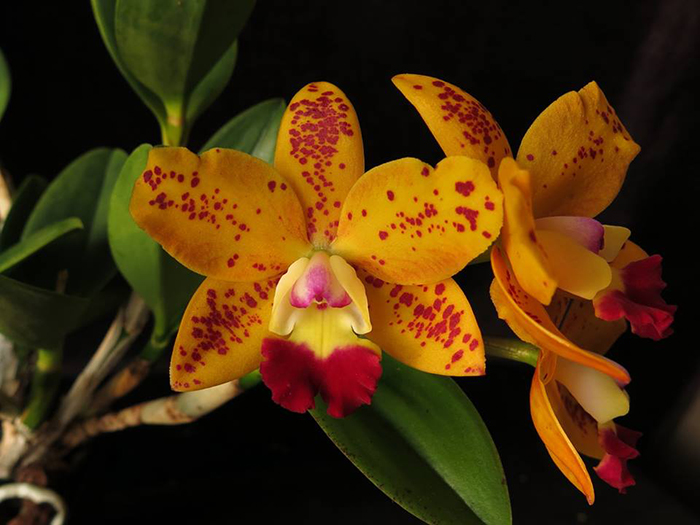 Rhyncholaeliocattleya Dendi's Gem 'Diamond Orchids' HCC/ AOS