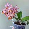 Renanthopsis Chienlung Star River 'Dragon Head'