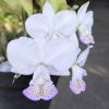 Cattleya nobilior fma semi-alba 'Rou Su Ming 'SM/TOGA