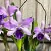 Cattleytonia Mary Elizabeth Bohn 'Royal Flare' AM/AOS
