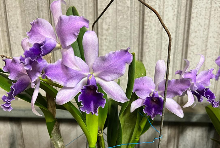 Cattleytonia Mary Elizabeth Bohn 'Royal Flare' AM/AOS
