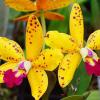 Cattleya Jungle Elf 'Cheryl Isobee'