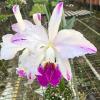 Cattleya mossiae semi-alba pincelada x self