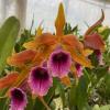 Laelia tenebrosa 'Rainforest'
