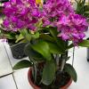 Cattleya Yuan Dung Sweet 'Dragon Fruit'