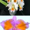 Cattleya percivaliana albescens x percivaliana pelorica 'Hercules'