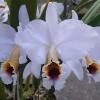 Cattleya percivaliana coerulea x self