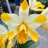 Rhyncholaeliocattleya Kyle 'Heart of Gold'
