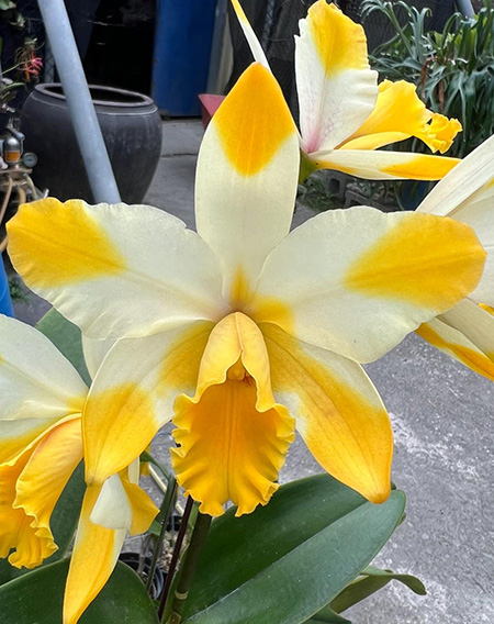 Rhyncholaeliocattleya Kyle 'Heart of Gold'