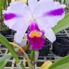 Cattleya trianae splash 'Vi-Wish' x 'Milinda'
