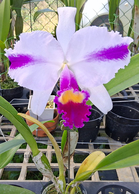 Cattleya trianae splash 'Vi-Wish' x 'Milinda'