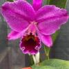 Cattleya percivaliana marmorada
