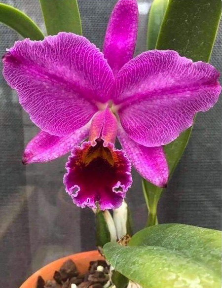 Cattleya percivaliana marmorada