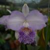 Cattleya lueddemanniana coerulea flamea 'Samurai Blue' (rubra flamea 'Grand Odyssey' x coerulea flamea)