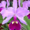 Cattleya warscewiczii tipo