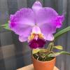 Cattleya lueddemanniana atropurpurea flamea select