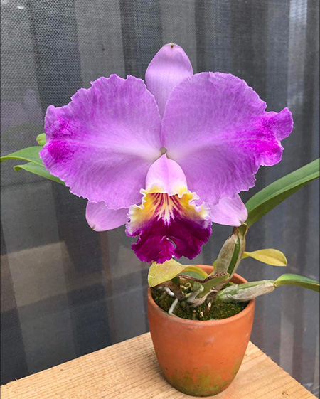 Cattleya lueddemanniana atropurpurea flamea select