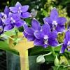 Phalaenopsis Lioulin Blue Star
