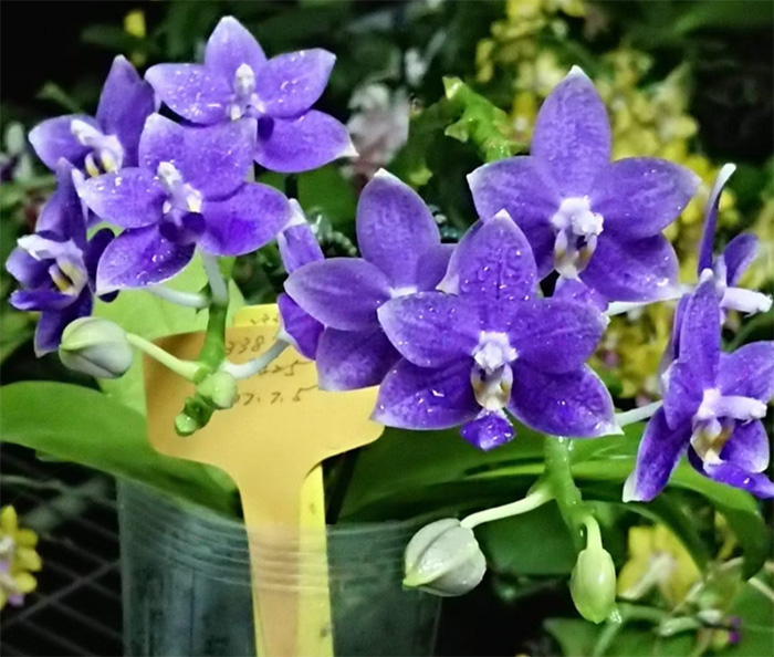 Phalaenopsis Lioulin Blue Star