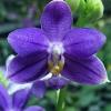 Phalaenopsis Lioulin Blue Kitty 'F2'