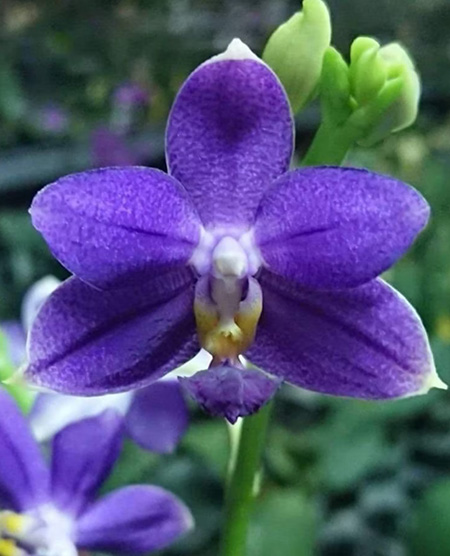 Phalaenopsis Lioulin Blue Kitty 'F2'