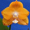 Phalaenopsis Chian Xen Gold x Hawaii Dragon Gir