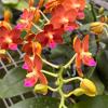 Phalaenopsis Chiali Little Gold x Yushan Little Orange