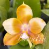 Phalaenopsis Lioulin L Tit