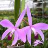 Laelia perrinii